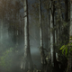 Image for article titled Study Exposes Risks Of Wandering Through The Burkmoore Swamp On A Moonless Night